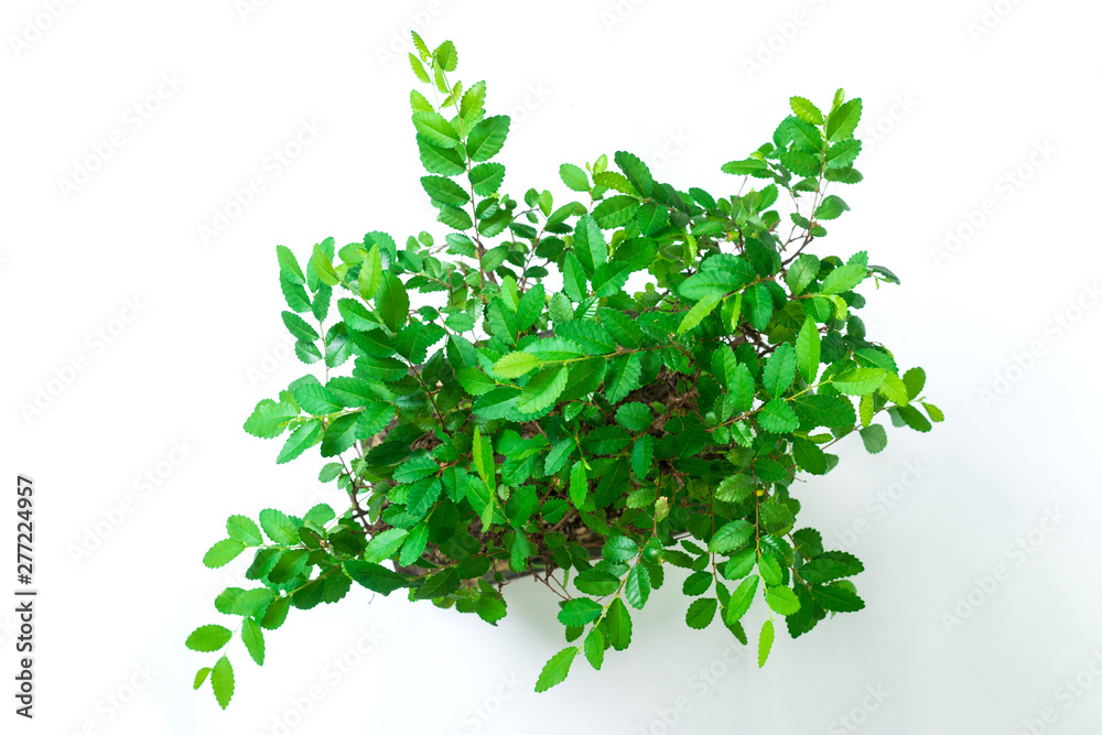 Obraz premium Bonsai tree isolated on white background.