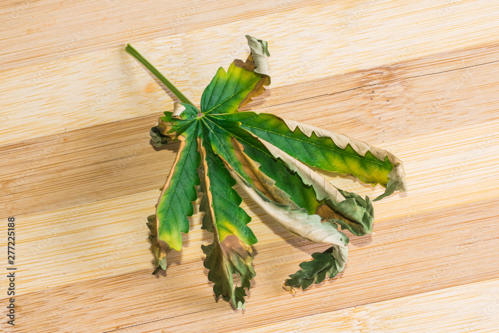 Cannabis leaf that begins to dry. Semi-dried leaf of marijuana on a wooden background. Cannabis leaf that begins to dry. Semi-dried leaf of marijuana on a wooden background.