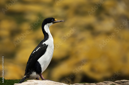 Close-up of an Imperial shag perched on a rock