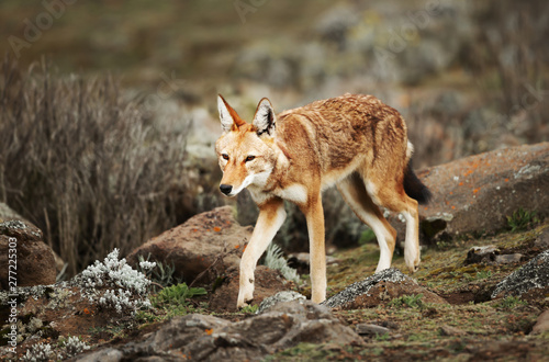 Close up of a rare and endangered Ethiopian wolf photo