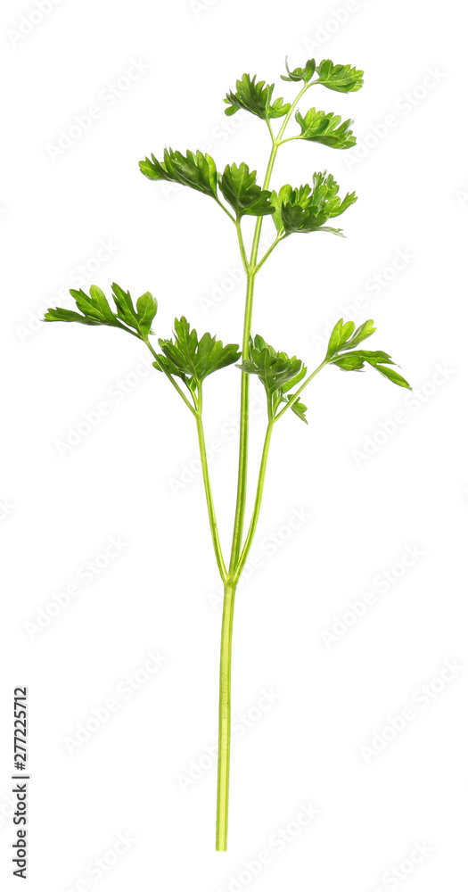 Fresh green organic parsley on white background Fresh green organic parsley on white background