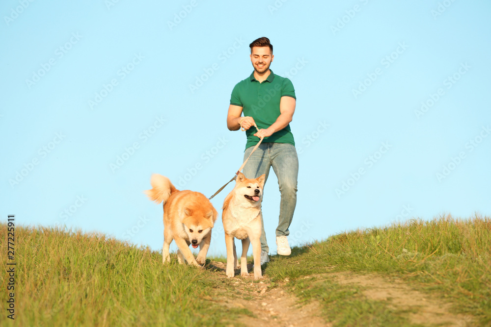Young man walking his adorable Akita Inu dogs outdoors Young man walking his adorable Akita Inu dogs outdoors