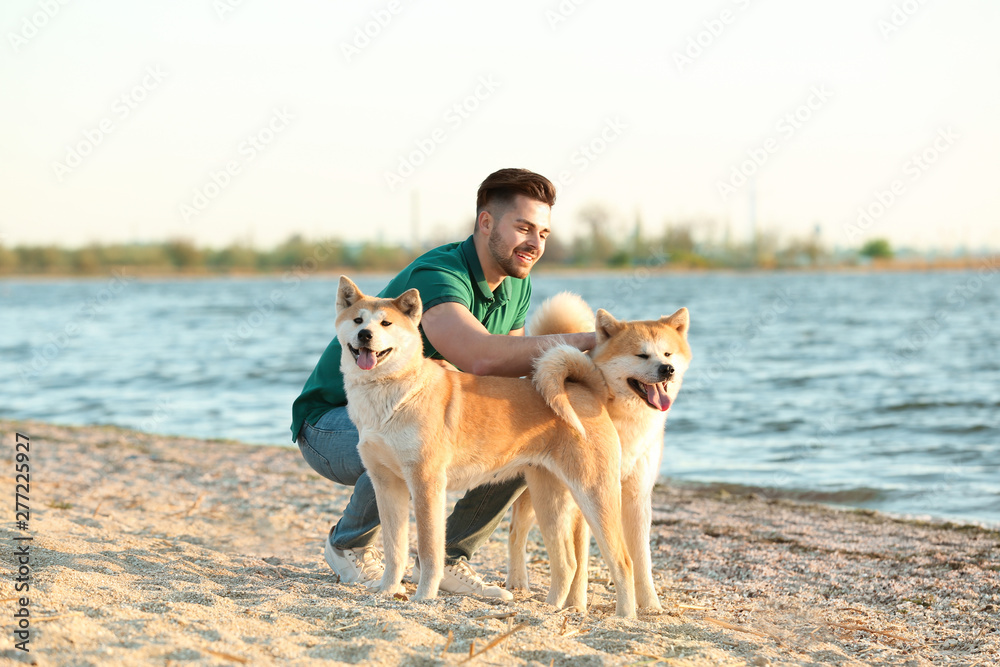 Young man walking his adorable Akita Inu dogs near river
