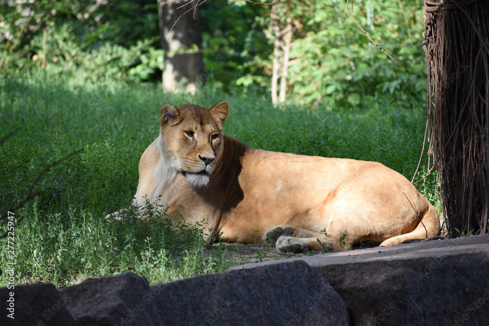 Lion male sleeping in the green grass. Lion male sleeping in the green grass.