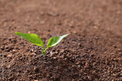 Young plant in fertile soil, space for text. Gardening time