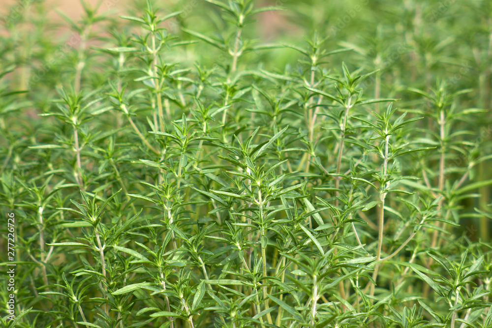 savory plant in the garden savory plant in the garden
