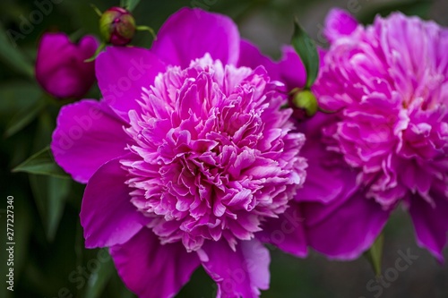 Close up macro view of peony flower ready for blooming on background.  Beautiful nature backgrounds.