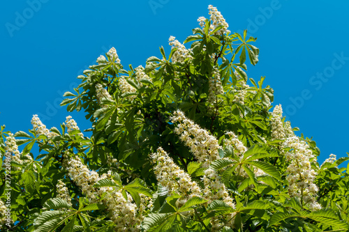 Lush chestnut Flowers on trees in may.