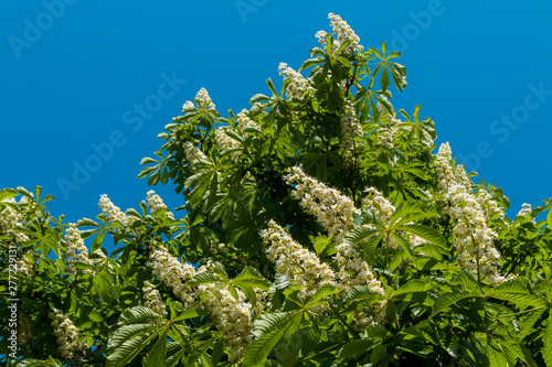 Lush chestnut Flowers on trees in may.