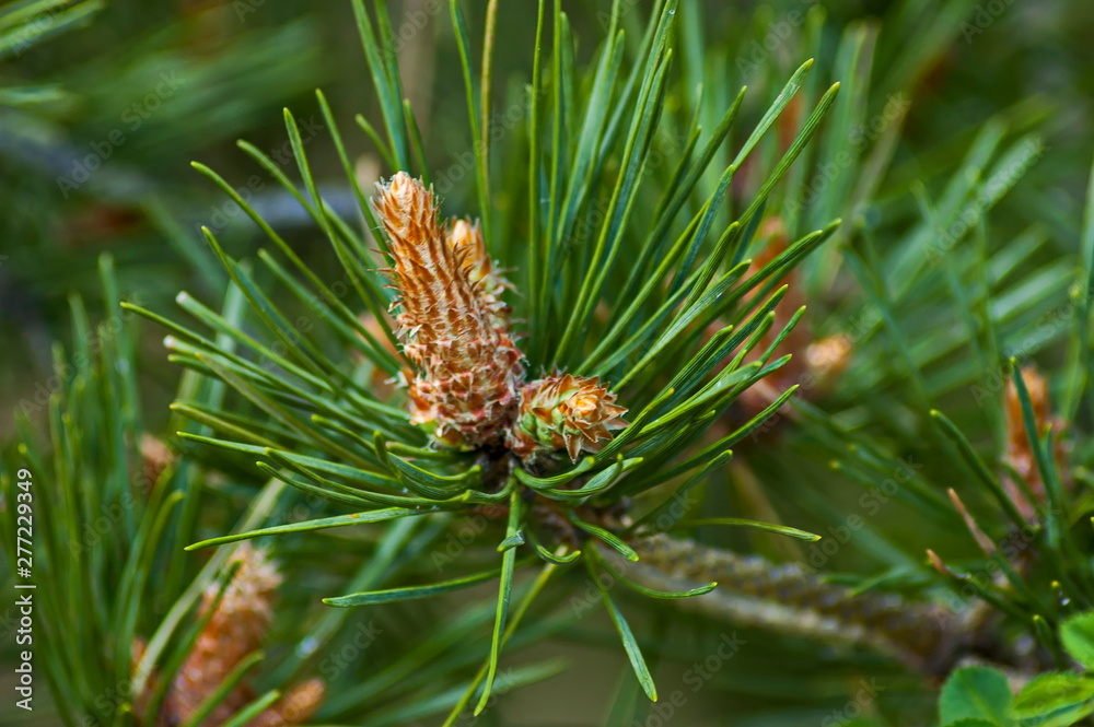 The pine tips of conifer trees jn Plana mountain Bulgaria