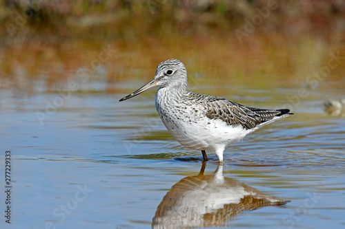 Grünschenkel (Tringa nebularia) - Common greenshank photo