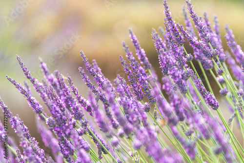close up of lavender field blooming