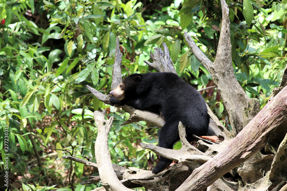 sun bear (Helarctos malayanus) - Borneo Malaysia Asia sun bear (Helarctos malayanus) - Borneo Malaysia Asia