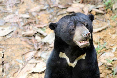 sun bear (Helarctos malayanus) - Borneo Malaysia Asia