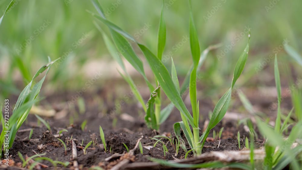 Young wheat sprouts, on the field, under the blue sky Young wheat sprouts, on the field, under the blue sky