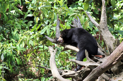 sun bear (Helarctos malayanus) - Borneo Malaysia Asia