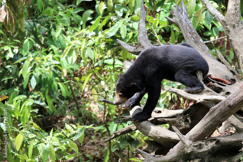 sun bear (Helarctos malayanus) - Borneo Malaysia Asia