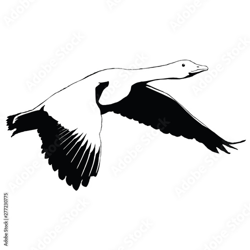 migratory bird 