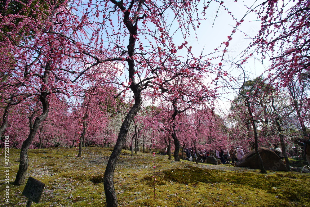 Obraz premium 城南宮の枝垂れ梅