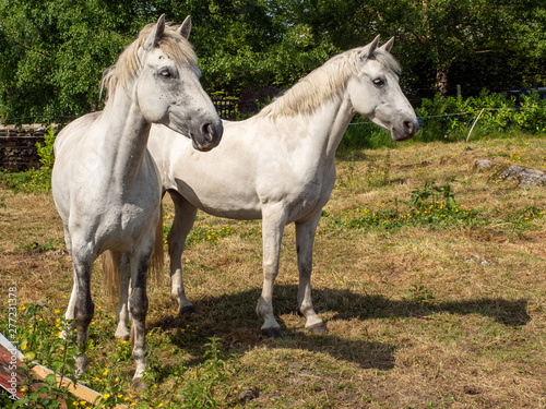 Two beautiful white horses in a field, on a sunny day, © mark_gusev