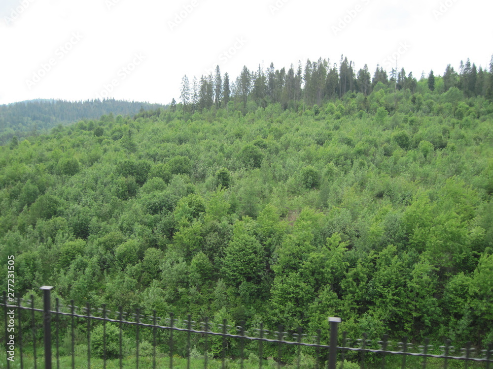 landscape with trees landscape with trees