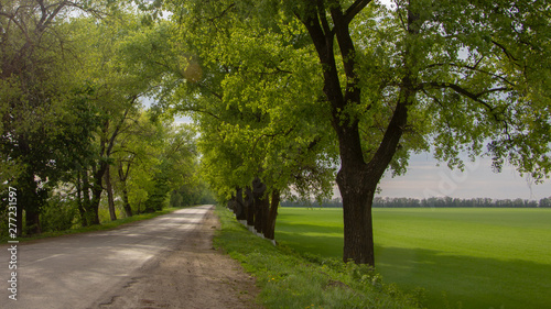 Soil road on the agrarian field, blurred with showers