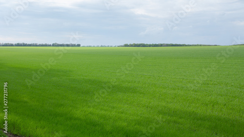 Fields with green wheat under a blue sky landscape