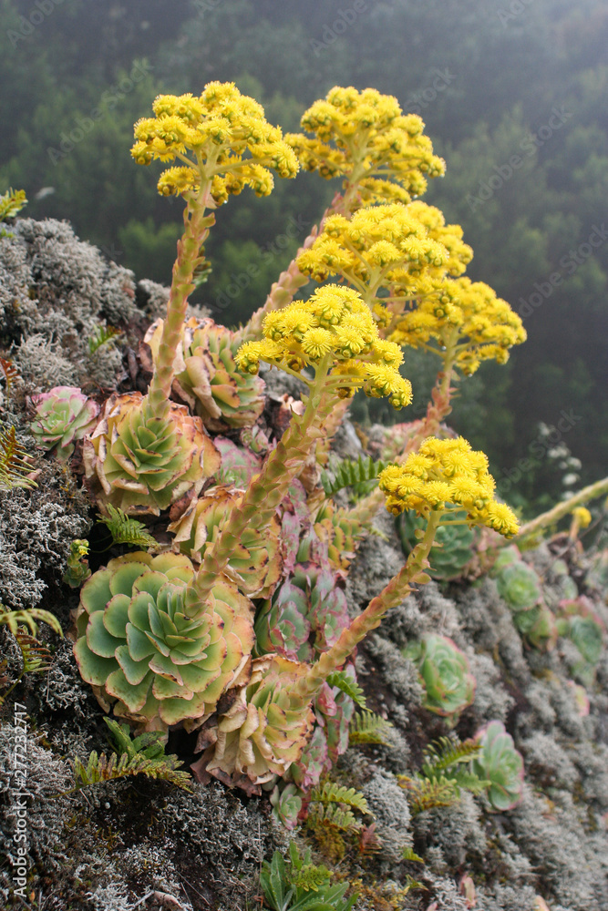 succulents in bloom on the island of el Hierro