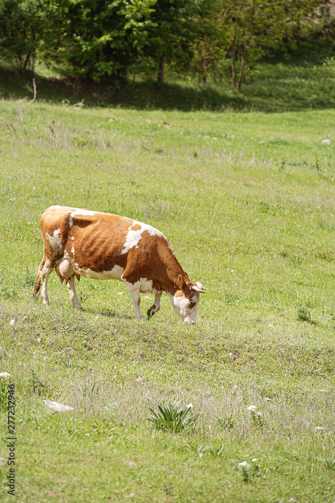 Heifer grazing in a green pasture on a beautiful sunny day Heifer grazing in a green pasture on a beautiful sunny day