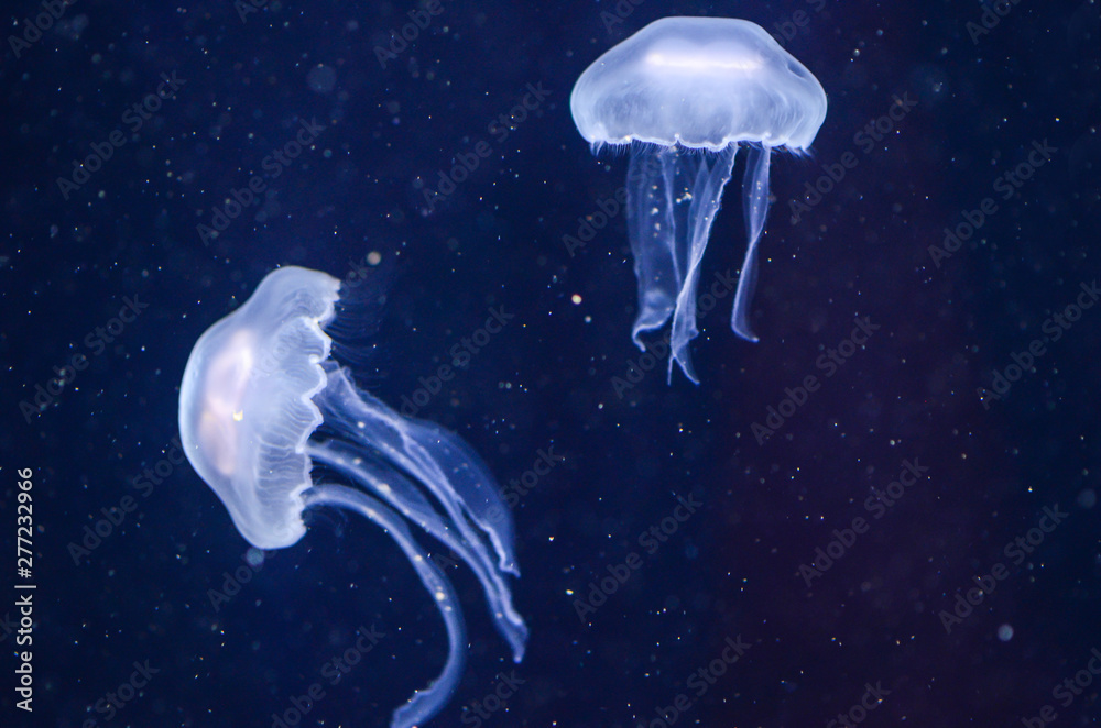 Colorful Jelly Fish