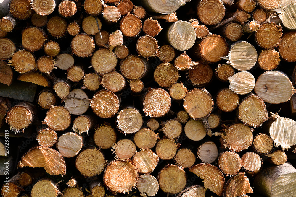 Fototapeta premium Wall of stacked wood logs as background. Pile of wood logs ready for winter. Round wooden stumps, texture background. Firewood stacked and prepared for winter. Woodpile.