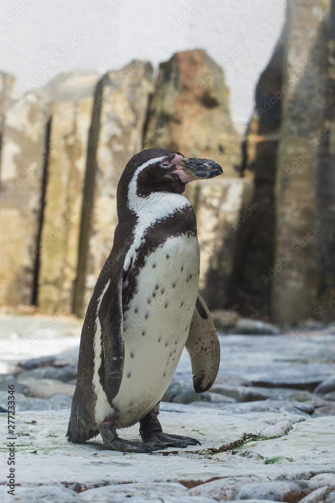 Fototapeta premium Cute african penguin walking at the zoo. Concept of animal life in a zoo. Animal protection.