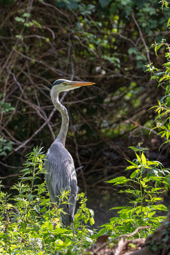 Gray heron on the edge of a pond