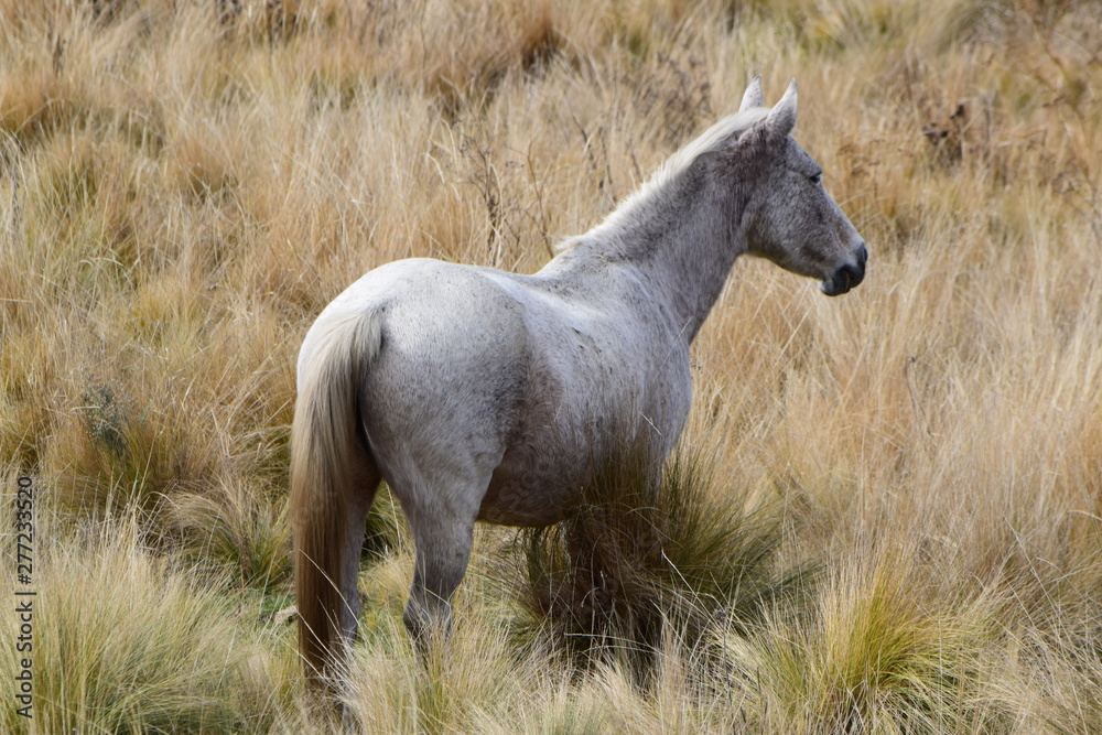 Obraz premium horse in field