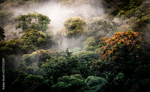 Cloud forest at San Gerardo de Dota, Costa Rica in the Talamanca mountain range. Los quetzales national park. 