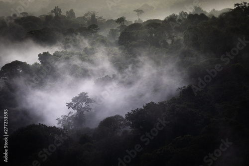 Cloud forest at San Gerardo de Dota, Costa Rica in the Talamanca mountain range. Los quetzales national park. © Jeroen