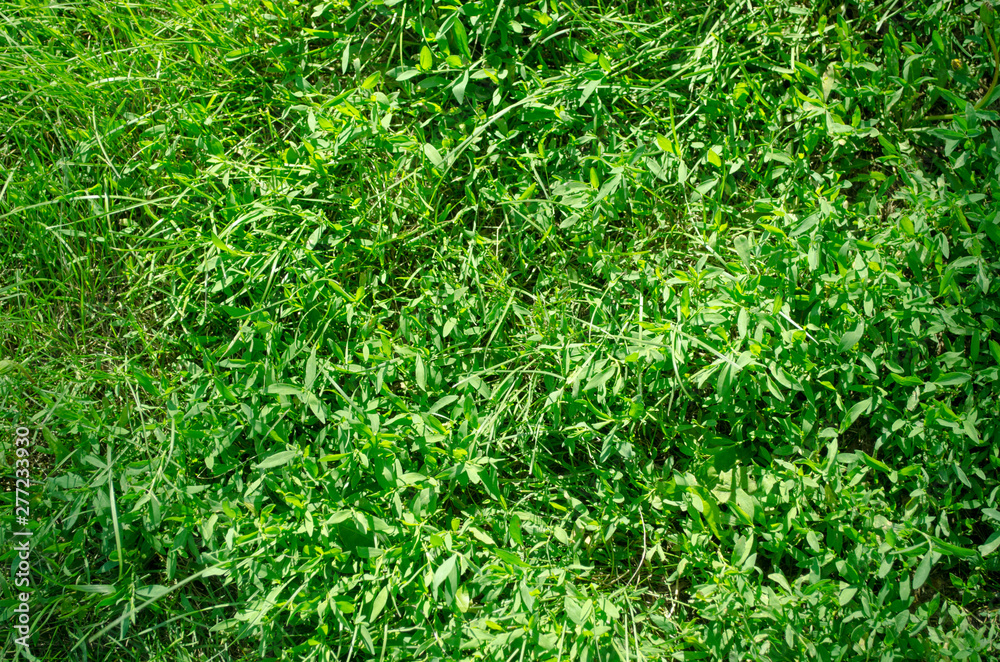 Overgrown lawn. Green grass, plants or herbs. Floral background. Summer backdrop. Overgrown lawn. Green grass, plants or herbs. Floral background. Summer backdrop.