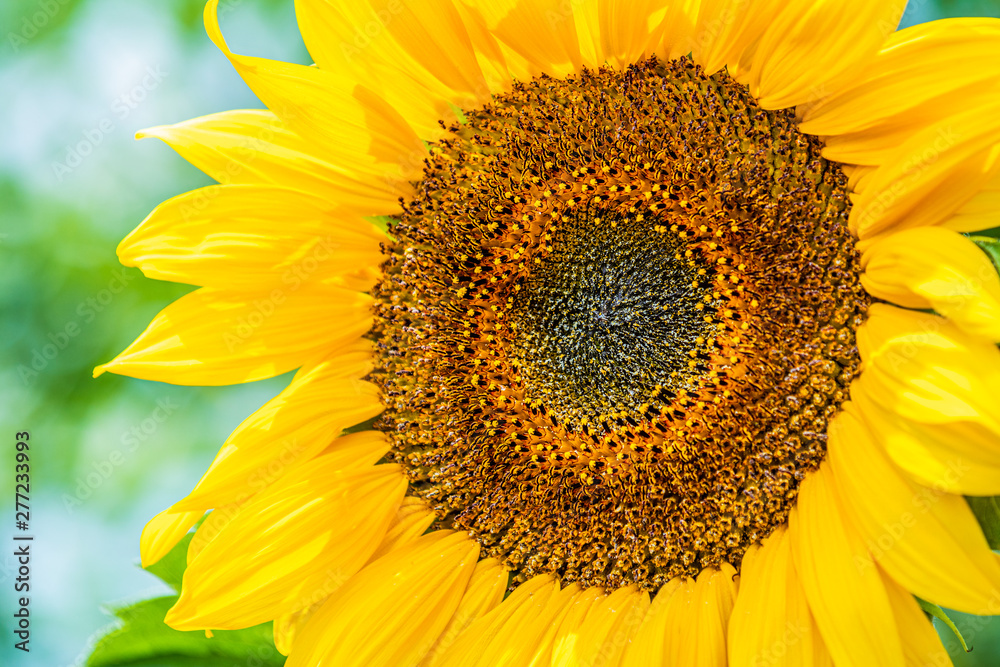 Fototapeta premium Yellow sunflower on field farmland with blue sky