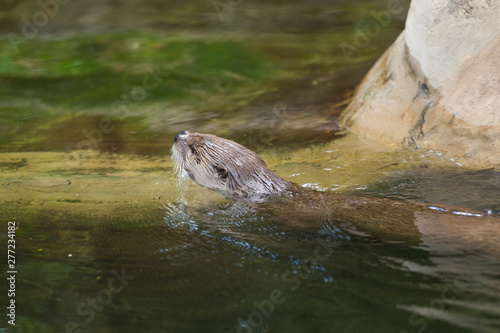 Side view of a funny wet otter holds a mouse and swims into a secluded place. Concept of life of predatory animals and the food chain in the ecological system. Animal protection concepts.