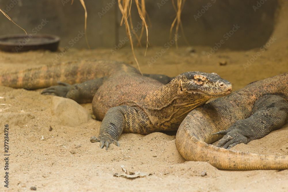Fototapeta premium Two lizards are resting on the sand and enjoying a warm summer day. Reptile life concept in a zoo and in captivity. Concept of the most ancient animals on the planet.