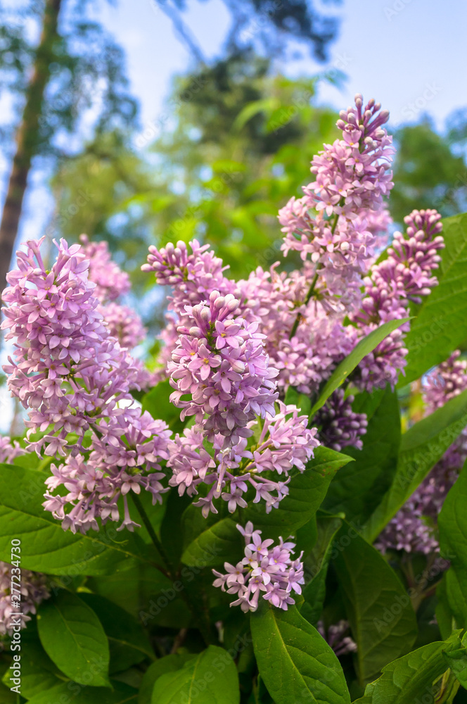 lush forest lilac flowers in the summer forest lush forest lilac flowers in the summer forest