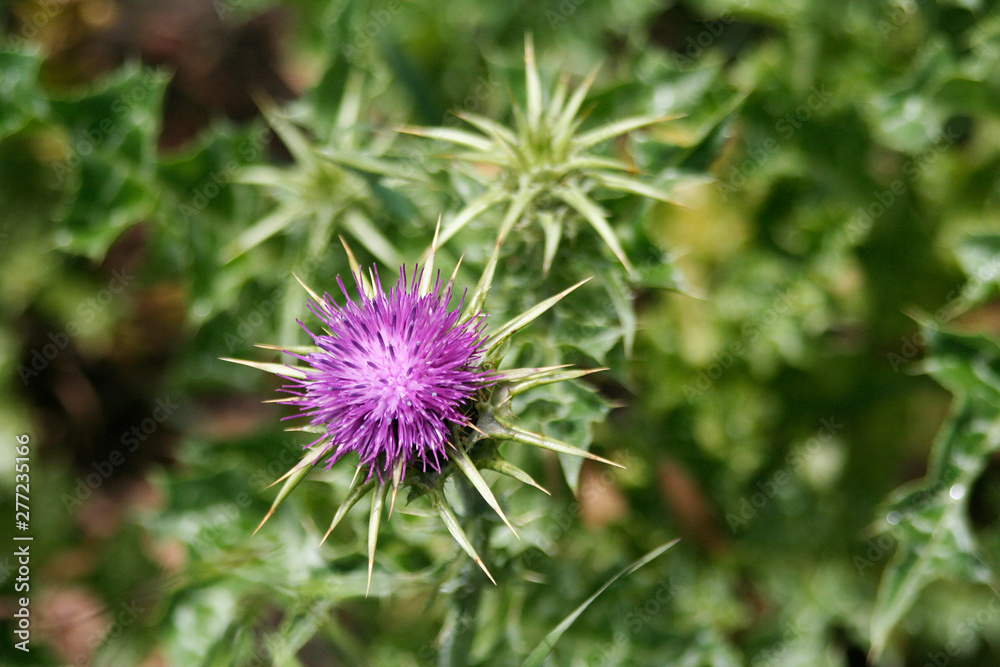 close up of a thistle flower on el Hierro close up of a thistle flower on el Hierro