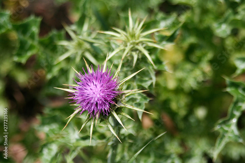 close up of a thistle flower on el Hierro