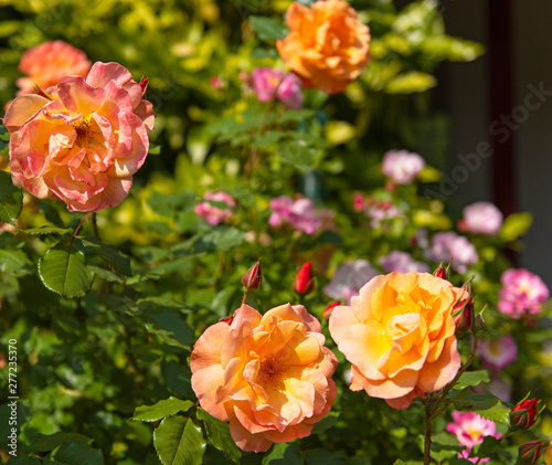 Yellow roses in the garden