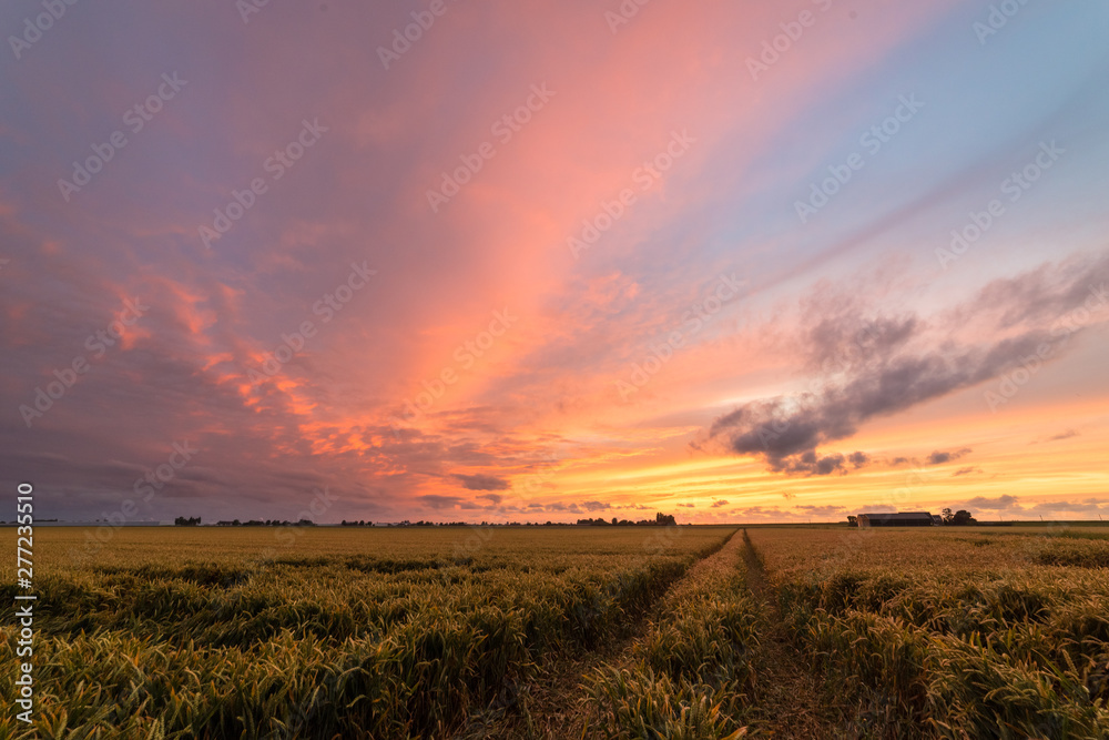 View of a country road through a wheat field below a dramatic purple sky