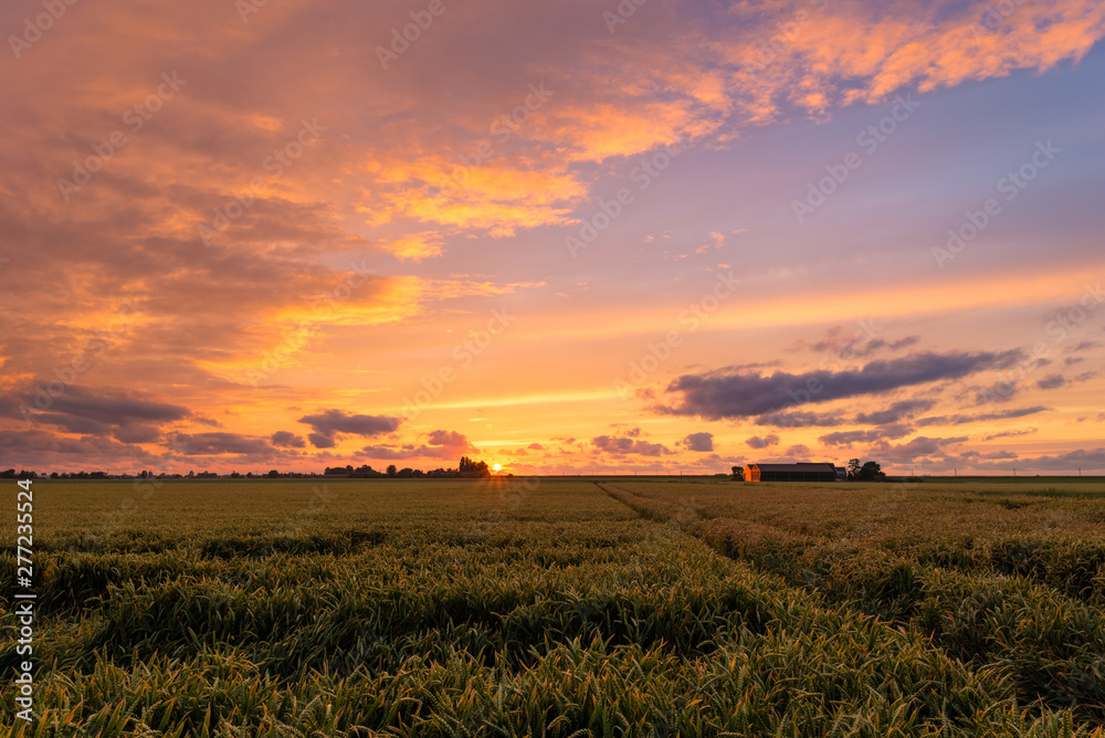 Colorful sunset over a wheatfield in The Netherlands. A distant farm is colored red by the light of the setting sun.
