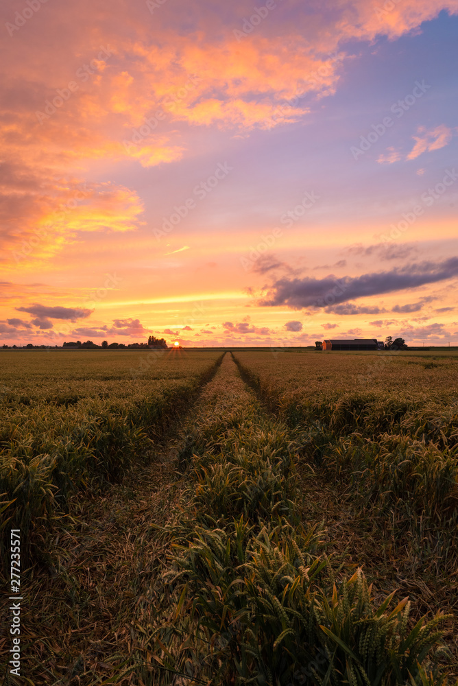 Wheatfield with path leading into the distance. Colorful evening sky.