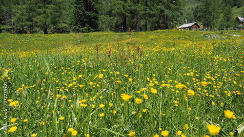 Ranunculus acris - meadow buttercup, tall buttercup, common buttercup, giant buttercup, Butterblume, Hahnenfuss. Photo taken in radstaedter tauern, niedere tauern, austrian alps, Austria, June 2019 photo