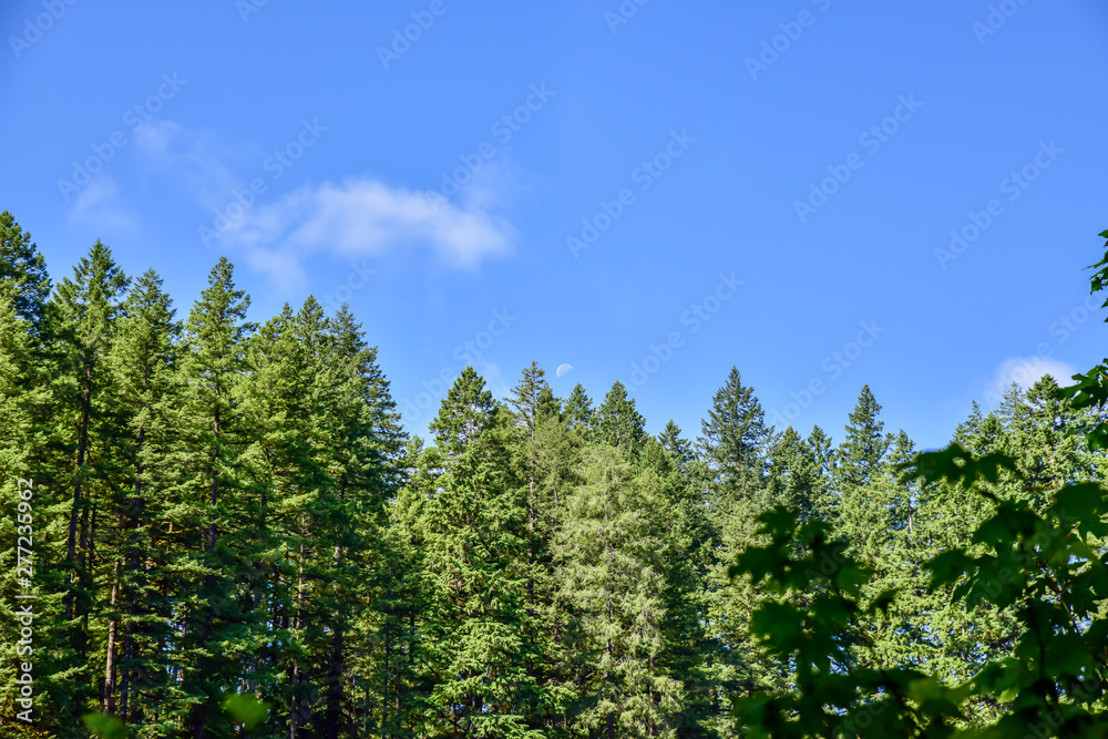 Pacific Northwest Forest and Woodland Park Pacific Northwest Forest and Woodland Park