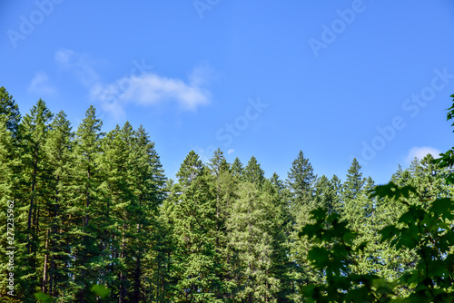 Pacific Northwest Forest and Woodland Park